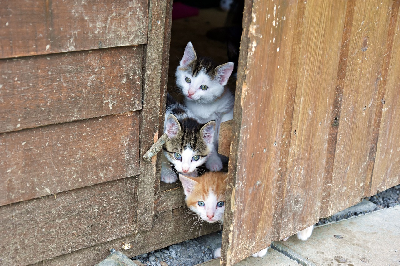 Some kittens hiding